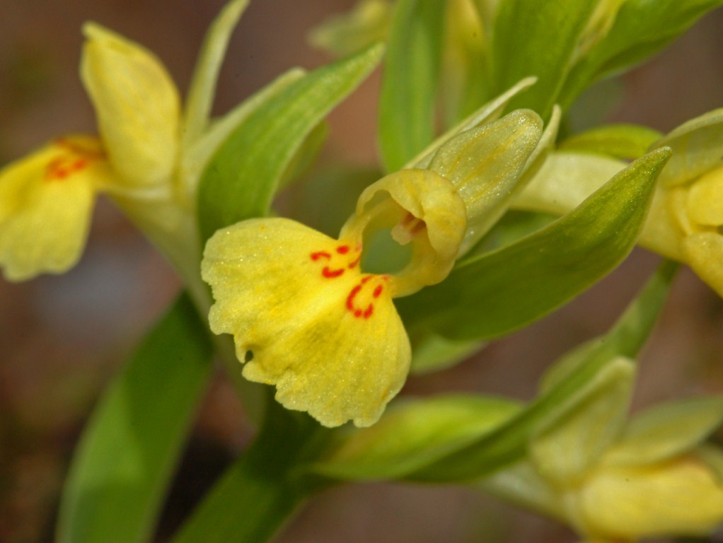 Dactylorhiza sambucina